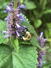 Bombus bimaculatus
