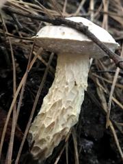 Austroboletus subflavidus