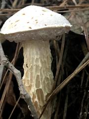 Austroboletus subflavidus