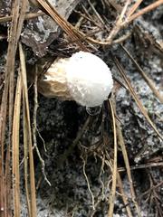 Austroboletus subflavidus