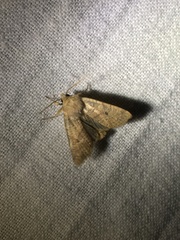 Agrochola laevis