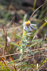 Aster altaicus