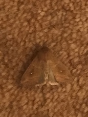 Mythimna albipuncta