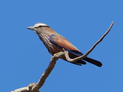 Coracias naevius mosambicus