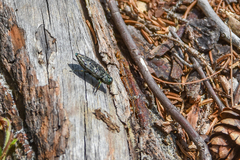 Chrysobothris verdigripennis