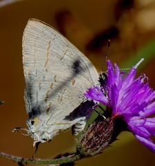 Hypolycaena philippus philippus