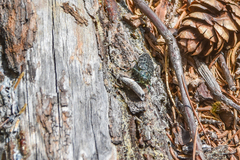 Chrysobothris verdigripennis