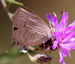Hypolycaena philippus philippus