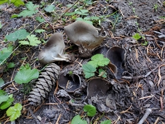 Dissingia crassitunicata