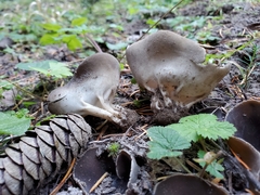 Dissingia crassitunicata