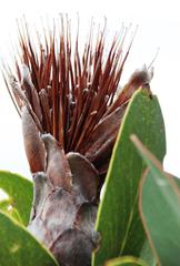 Protea lacticolor