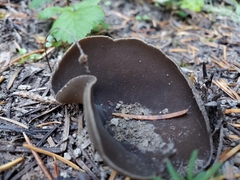 Dissingia crassitunicata