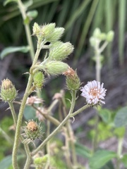 Vernoniastrum acuminatissimum
