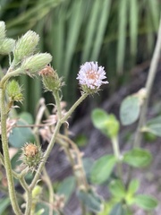 Vernoniastrum acuminatissimum