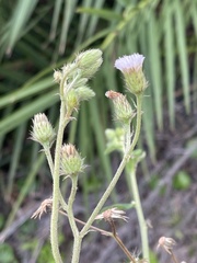 Vernoniastrum acuminatissimum
