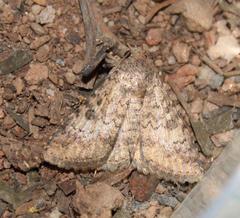 Pandesma robusta