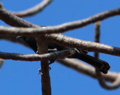 Melaniparus niger ravidus