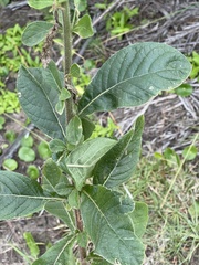 Vernoniastrum acuminatissimum
