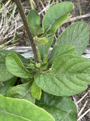 Vernoniastrum acuminatissimum