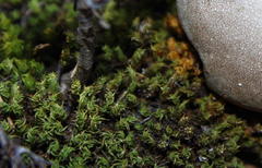 Pseudocrossidium crinitum