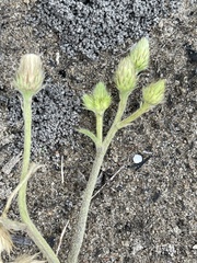 Vernoniastrum acuminatissimum