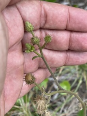 Vernoniastrum acuminatissimum