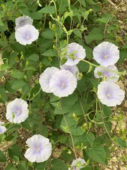 Jacquemontia pringlei