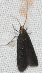 Lecithocera terrigena