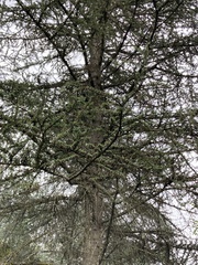 Cedrus brevifolia