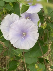 Jacquemontia pringlei