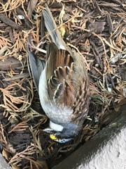 Zonotrichia albicollis