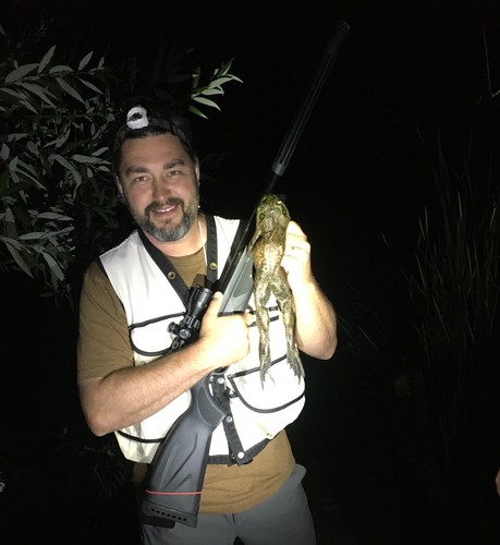 iNaturalist observation photo of American Bullfrog