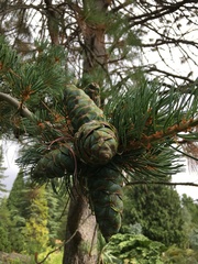 Pinus parviflora