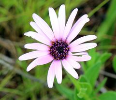 Dimorphotheca spectabilis