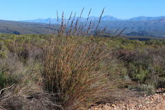 Rhodocoma arida