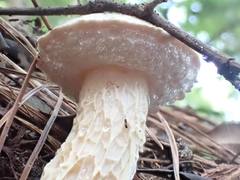 Austroboletus subflavidus
