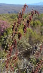 Rhodocoma arida