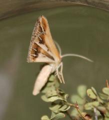 Chiasmia turbulentata