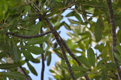 Myiagra caledonica caledonica