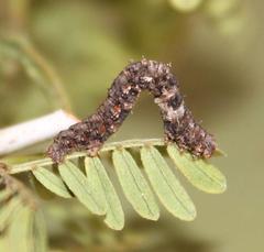 Chiasmia turbulentata