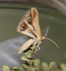 Chiasmia turbulentata