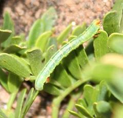 Chiasmia turbulentata
