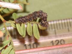 Chiasmia turbulentata