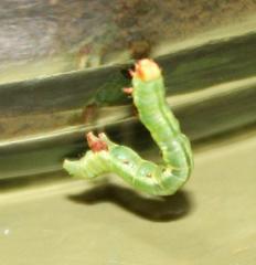 Chiasmia turbulentata