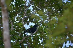 Corvus moneduloides