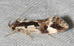 Machetis diamochla