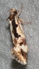Machetis diamochla