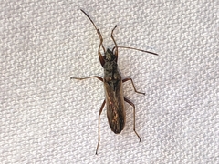 Paromius longulus