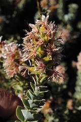 Paranomus roodebergensis