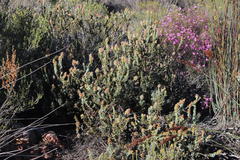 Paranomus roodebergensis